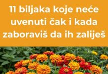 Jedanaest otpornih biljaka koje uspijevaju čak i bez zalijevanja.