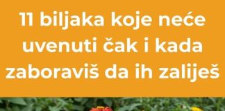 Jedanaest otpornih biljaka koje uspijevaju čak i bez zalijevanja.