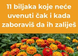 Jedanaest otpornih biljaka koje uspijevaju čak i bez zalijevanja.