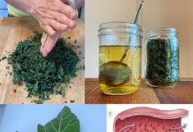 Lišće smokve – vaše skriveno blago za koje malo ljudi zna, ali vam može promijeniti život! 🌿✨