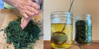 Lišće smokve – vaše skriveno blago za koje malo ljudi zna, ali vam može promijeniti život! 🌿✨