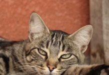 Mačka je pravi lijek za ljude: 7 bolesti koje samo ona može izliječiti!