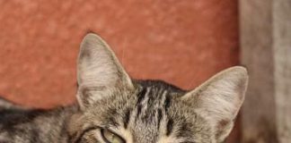 Mačka je pravi lijek za ljude: 7 bolesti koje samo ona može izliječiti!