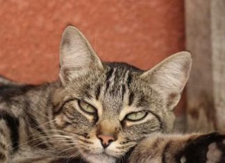 Mačka je pravi lijek za ljude: 7 bolesti koje samo ona može izliječiti!