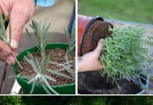 NAUČITE: Kako razmnožiti reznice lavande za SAMO DVIJE MINUTE