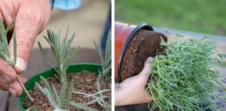 NAUČITE: Kako razmnožiti reznice lavande za SAMO DVIJE MINUTE