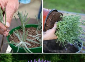 NAUČITE: Kako razmnožiti reznice lavande za SAMO DVIJE MINUTE