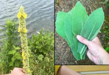 “Pronaći ovu biljku vrednije je nego pronaći novac – većina ljudi ne zna da je ona jedna od najmoćnijih biljaka i da raste posvuda…” 💬👀👇