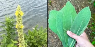 “Pronaći ovu biljku vrednije je nego pronaći novac – većina ljudi ne zna da je ona jedna od najmoćnijih biljaka i da raste posvuda…” 💬👀👇