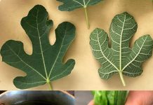 OTKRIJTE SNAGU SMOKVINOG LISTA! 🍃💪10 ČUDA ZDRAVLJA KOJA MORATE ZNATI🌟🍵