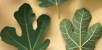 OTKRIJTE SNAGU SMOKVINOG LISTA! 🍃💪10 ČUDA ZDRAVLJA KOJA MORATE ZNATI🌟🍵