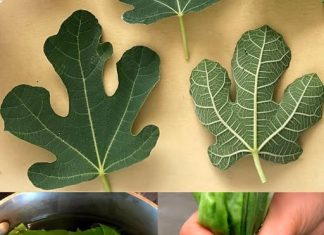 OTKRIJTE SNAGU SMOKVINOG LISTA! 🍃💪10 ČUDA ZDRAVLJA KOJA MORATE ZNATI🌟🍵