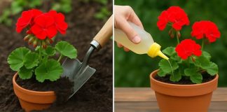 Bit će dvostruko veće i imati više cvjetova – evo kako sam transformirao svoje geranije u jednom koraku