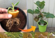 Kako posaditi kivi u lonac – korak po korak (lakše nego što mislite)