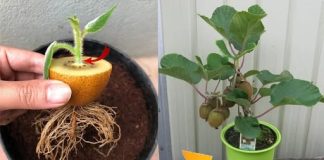 Kako posaditi kivi u lonac – korak po korak (lakše nego što mislite)