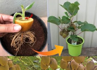 Kako posaditi kivi u lonac – korak po korak (lakše nego što mislite)