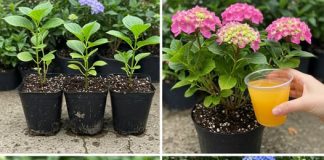 Zaboravite na skupa gnojiva – Evo kako da vaše hortenzije, ruže ili pelargonije procvjetaju kao nikada prije