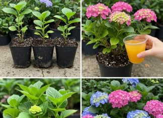 Zaboravite na skupa gnojiva – Evo kako da vaše hortenzije, ruže ili pelargonije procvjetaju kao nikada prije