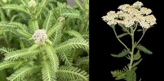 DA, CIJELA BILJKA MASLAČKA JE JESTIVA, ALI MNOGI NE ZNAJU JE DA JE NJENO KORIJENJE PRAVA RIZNICA.