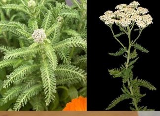 DA, CIJELA BILJKA MASLAČKA JE JESTIVA, ALI MNOGI NE ZNAJU JE DA JE NJENO KORIJENJE PRAVA RIZNICA.