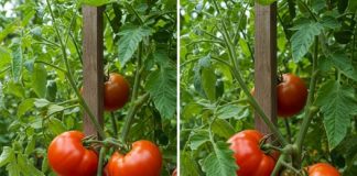 Želite veliki urod rajčice ove godine? Nema problema, evo što trebate učiniti
