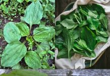 Zdravstvene prednosti i upotreba trpuca (Plantago major)