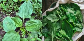 Zdravstvene prednosti i upotreba trpuca (Plantago major)