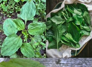 Zdravstvene prednosti i upotreba trpuca (Plantago major)