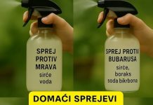 Uradi sam vodič: Domaća sredstva protiv insekata za dom bez nametnika