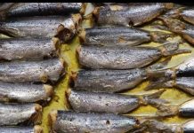 Jeftiniji je od lososa, dokazano najzdravija riba na svijetu: Jedite ga ako želite dugo živjeti