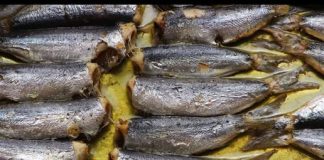 Jeftiniji je od lososa, dokazano najzdravija riba na svijetu: Jedite ga ako želite dugo živjeti