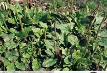 Susjedi će vam zavidjeti – evo kako oživjeti svoje krastavce i rajčice