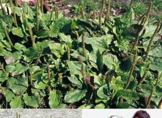 Susjedi će vam zavidjeti – evo kako oživjeti svoje krastavce i rajčice