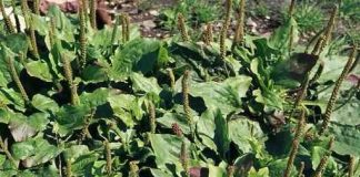 Ne gazite po tome! Ova “korovska” biljka krije snažnija ljekovita svojstva od skupih dodataka prehrani