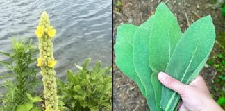 Pronaći ovu biljku vrednije je nego pronaći novac – većina ljudi ne zna da je ona jedna od najmoćnijih biljaka i da raste posvuda…”💬👀👇