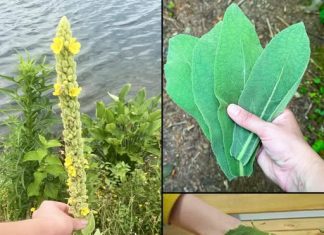 Pronaći ovu biljku vrednije je nego pronaći novac – većina ljudi ne zna da je ona jedna od najmoćnijih biljaka i da raste posvuda…”💬👀👇