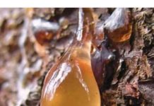 BOROVA SMOLA: Zašto je toliko cijenjena, kako se sakuplja i koja je ljekovita svojstva čine tako korisnom…