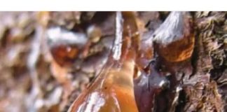 BOROVA SMOLA: Zašto je toliko cijenjena, kako se sakuplja i koja je ljekovita svojstva čine tako korisnom…