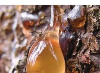 BOROVA SMOLA: Zašto je toliko cijenjena, kako se sakuplja i koja je ljekovita svojstva čine tako korisnom…