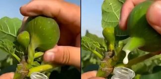 VEĆINA LJUDI NEMA POJMA KOLIKO JE SOK OD SMOKVE VAŽAN: ZLATA VRIJEDI… 🔥🍃Otkrijte zašto je ovaj prirodni čudotvorac pravo blago!