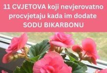 11 CVJETIĆA KOJI NEVJEROJATNO PJUŠE KADA IM DODATE SODU BIKARBONU