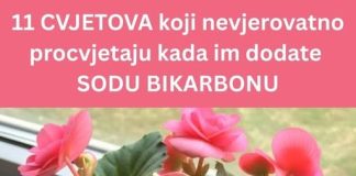 11 CVJETIĆA KOJI NEVJEROJATNO PJUŠE KADA IM DODATE SODU BIKARBONU