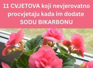 11 CVJETIĆA KOJI NEVJEROJATNO PJUŠE KADA IM DODATE SODU BIKARBONU