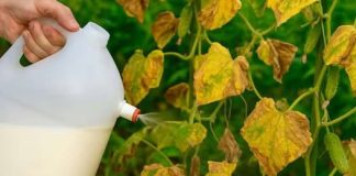 Samo jedno prskanje – čak i mrtvi krastavci ožive i daju velike plodove.