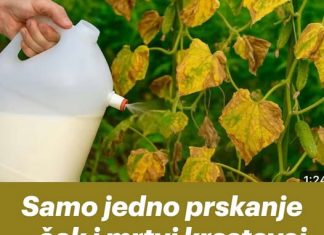 Samo jedno prskanje – čak i mrtvi krastavci ožive i daju velike plodove.