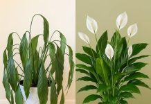 Ljiljani mira, zaboravite vodu: zalijevajte je ovime i trajat će zauvijek.