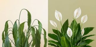 Ljiljani mira, zaboravite vodu: zalijevajte je ovime i trajat će zauvijek.