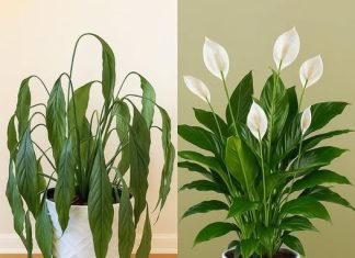 Ljiljani mira, zaboravite vodu: zalijevajte je ovime i trajat će zauvijek.