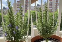 NIKADA nemojte raditi iste greške kada sadite ružmarin – on nikada neće uvenuti!