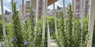 NIKADA nemojte raditi iste greške kada sadite ružmarin – on nikada neće uvenuti!